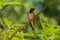 Beautiful Barn swallow bird Hirundo rustica on a branch
