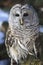 Beautiful Barred Owl posing in vertical picture