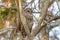 Beautiful Barred Owl (Strix varia) resting on the tree at the Everglades national park