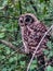 Beautiful barred owl in Wisconsin woods