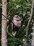 Beautiful barred owl in Wisconsin woods