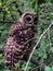 Beautiful barred owl in Wisconsin woods