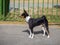 Beautiful Basenji race dog left side looking