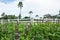 Beautiful basil field.