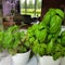 beautiful basil leaves standing in a pot on the windowsill