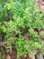 A Beautiful Basil Plants For Background