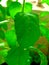 Beautiful basil plnat leaves