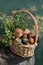 A beautiful basket with porcini mushrooms and blueberries stands on a tree. Boletus. Autumn card