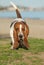 Beautiful Basset Hound purebred dog