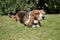 Beautiful Basset Hound purebred dog