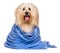 Beautiful bathed reddish havanese dog wrapped in a blue towel