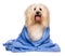 Beautiful bathed reddish havanese dog wrapped in a blue towel