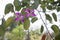 Beautiful bauhinia purpurea flower with rain drops.