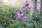Beautiful bauhinia purpurea flower with sunlight.