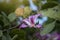 Beautiful bauhinia purpurea flower with sunlight.