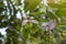 Beautiful bauhinia purpurea flower with sunlight on nature background.