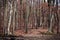 Beautiful Bavarian birch forest, winter view landscape