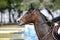 Beautiful bay colored sport horse head closeup on show jumping e