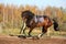 Beautiful bay horse galloping in autumn