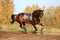 Beautiful bay horse galloping in autumn