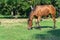 Beautiful bay horse grazing in pasture. Brown mare eating green grass.