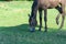 Beautiful bay horse grazing in pasture. Brown mare eating green grass.