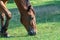 Beautiful bay horse grazing in pasture. Brown mare eating green grass.