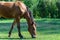 Beautiful bay horse grazing in pasture. Brown mare eating green grass.