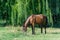 Beautiful bay horse grazing in pasture. Brown stallion watching the herd.