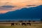 Beautiful bay horse herd grazes in the mountains at sunset, amazing hipster sunny natural background