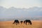 Beautiful bay horse herd grazes in the mountains at sunset, amazing hipster sunny natural background