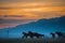 Beautiful bay horse herd grazes in the mountains at sunset, amazing hipster sunny natural background