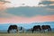 Beautiful bay horse herd grazes in the mountains at sunset, amazing hipster sunny natural background