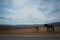 Beautiful bay horse herd grazes in the mountains at sunset, amazing hipster sunny natural background