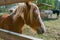 A beautiful bay horse stands near the fence in the pen