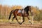 Beautiful bay horse trotting in autumn