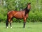 Beautiful bay horse walks in farm