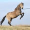 Beautiful bay quarter horse prancing