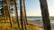 Beautiful beach on the Baltic Sea. Pine trunks in the foreground. Seaside grass and golden sands. Sunset. Spit on the lake Kopa