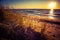 A beautiful beach grass growing at the Baltic Sea. Beach plants in the sunset hours.