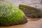 A beautiful beach landscape with a green moss covered stones. Algae growing on seaside rocks.