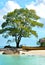 Beautiful beach with large tree and boat