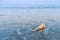 Beautiful beach and little wave with shell and white sand under