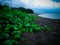 Beautiful Beach Plants Ipomea Pes Caprae Grow On The Beach At Umeanyar Village