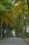 Beautiful beach road with coconut trees  in Kampung Jambu Bongkok, Terengganu, Malaysia