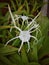 Beautiful beach spider lily