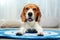 Beautiful beagle dog on color rug