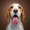 Beautiful beagle dog girl