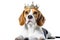 Beautiful Beagle Dog In A Gold Crown On Isolated White Background