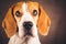 Beautiful beagle dog headshoot isolated on dark brown background